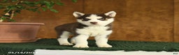 Siberian Husky dogs for sale: Bella   - Ad 2