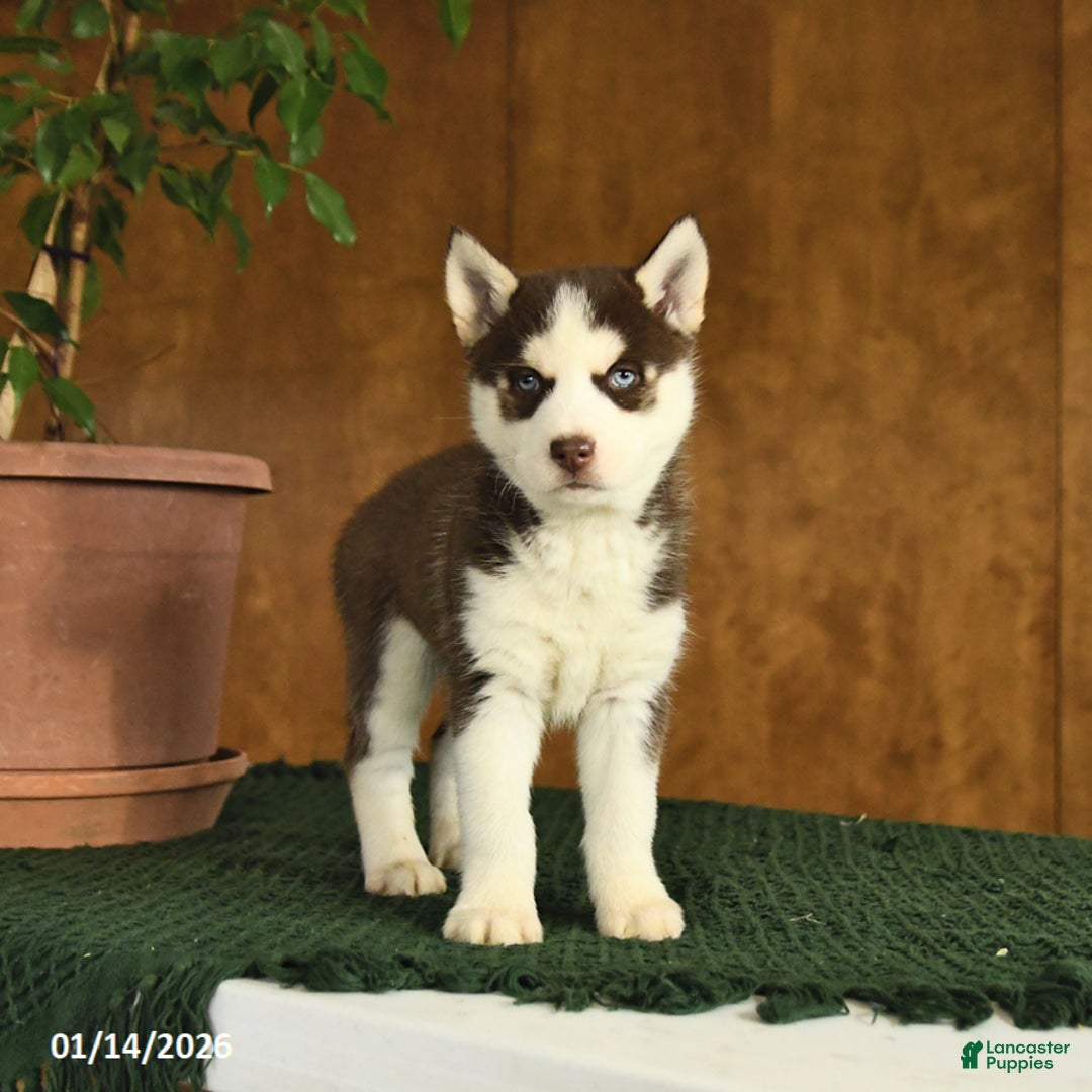 Siberian Husky dogs for sale: Bella   - Ad 2