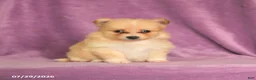 Pomeranian dogs for sale: Candy - Ad 1