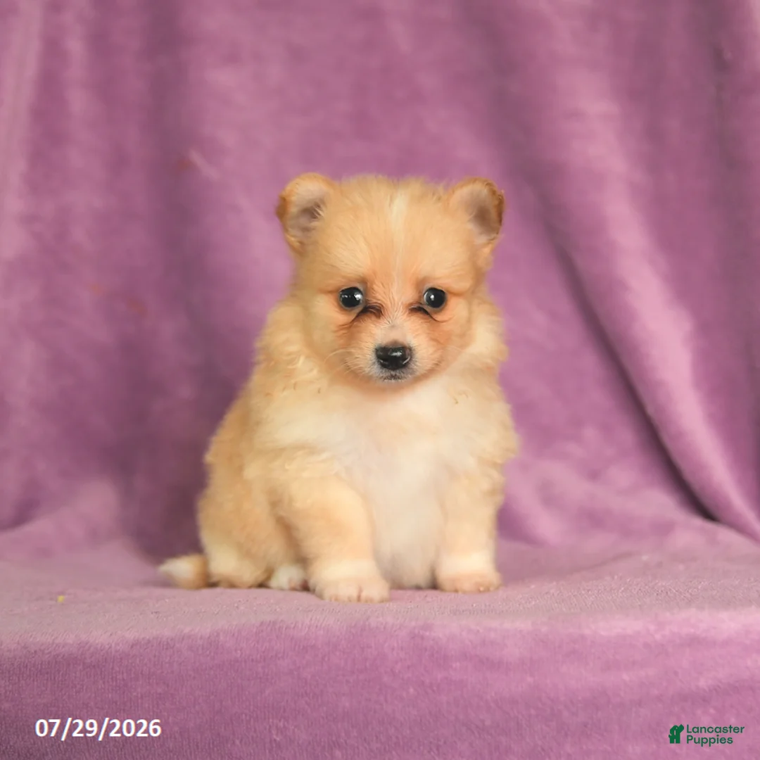 Pomeranian dogs for sale: Candy - Ad 1