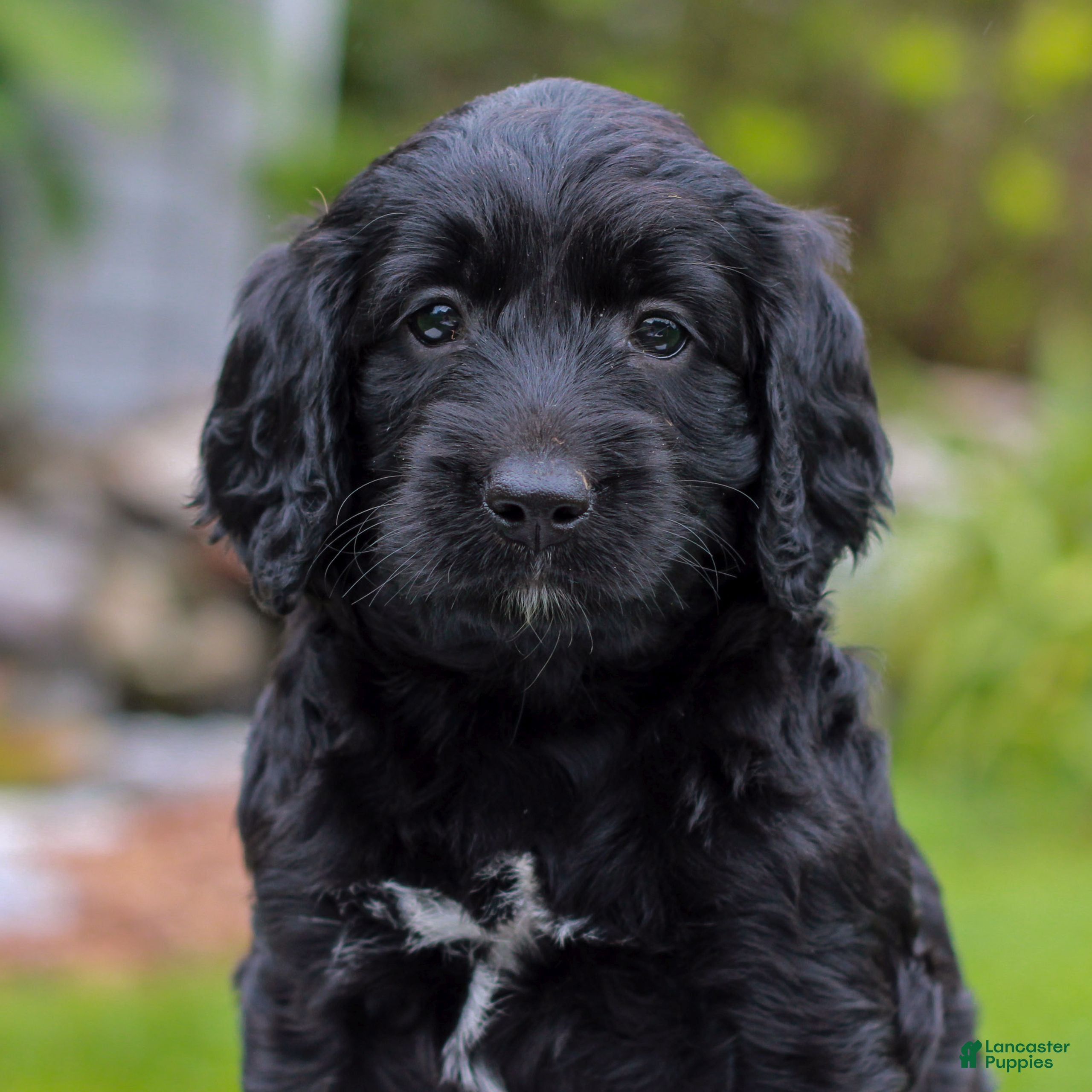 Miniature Labradoodle dogs Cecelia  - Ad 2