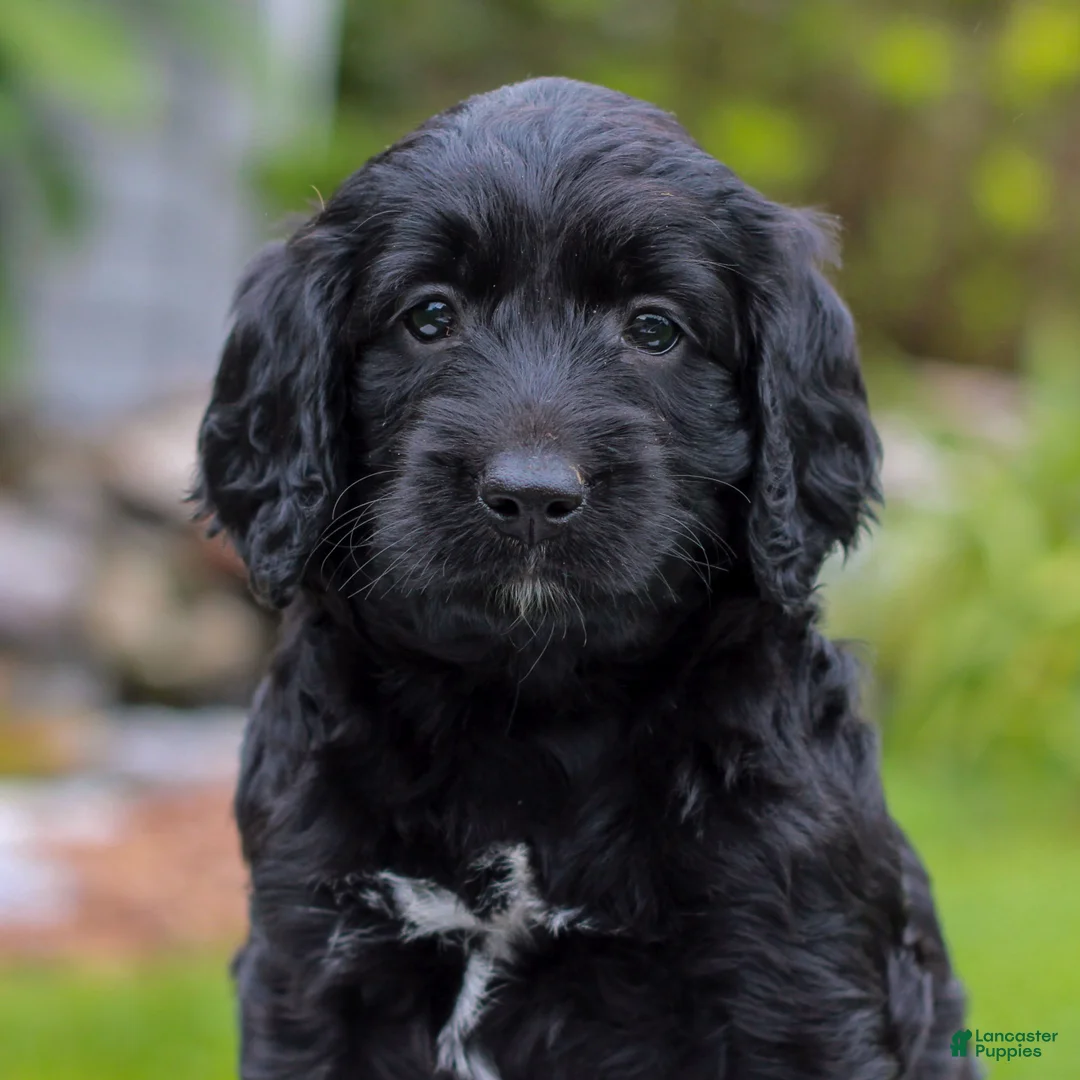 Miniature Labradoodle dogs for sale: Cecelia  - Ad 2