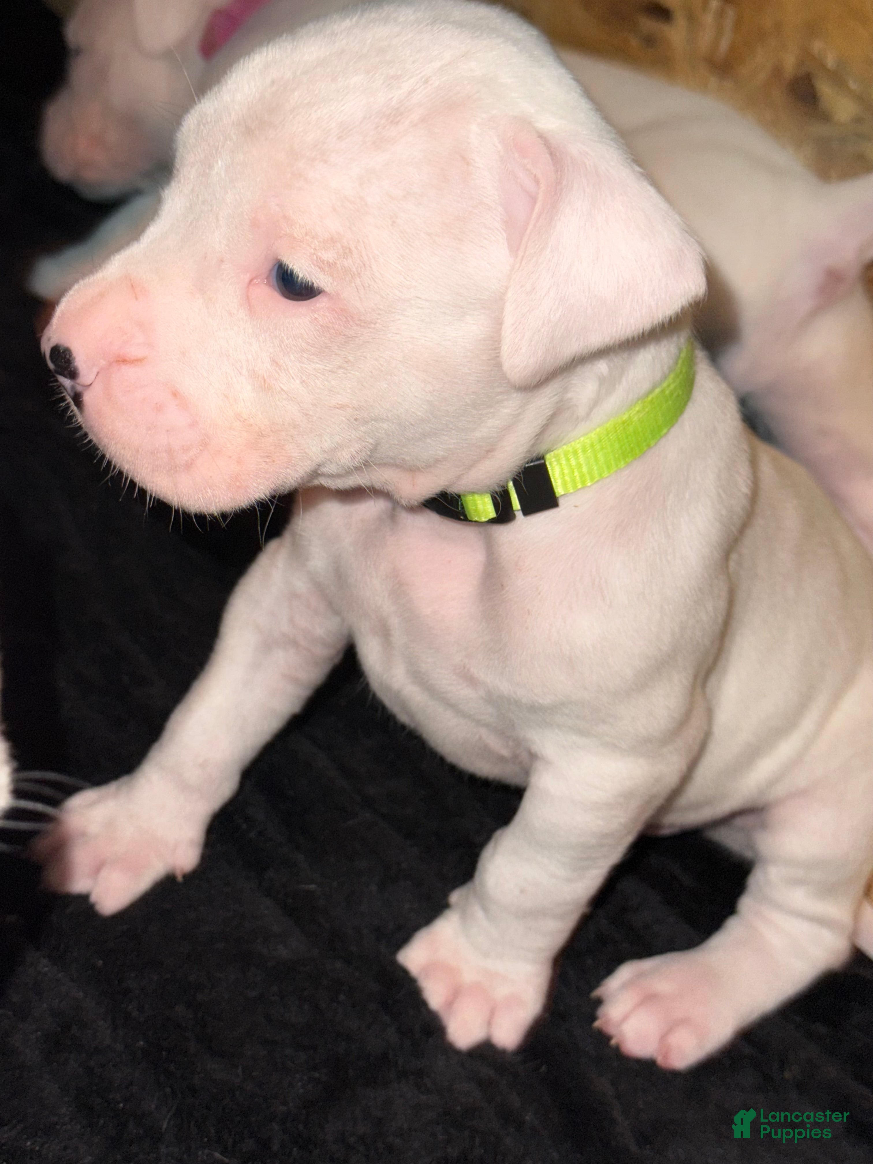 Dogo Argentino dogs Neon Yellow collar male - Ad 4
