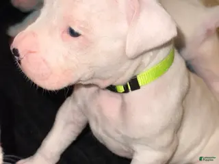 Dogo Argentino dogs Neon Yellow collar male - Ad 4