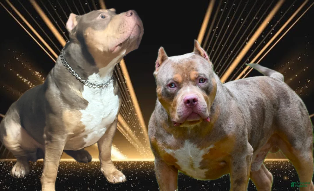 American Bully dogs for sale: American Bully Puppy 1 - Ad 4