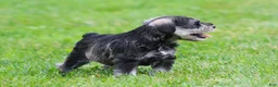 Miniature Schnauzer dogs for sale: Stetson  - Ad 4