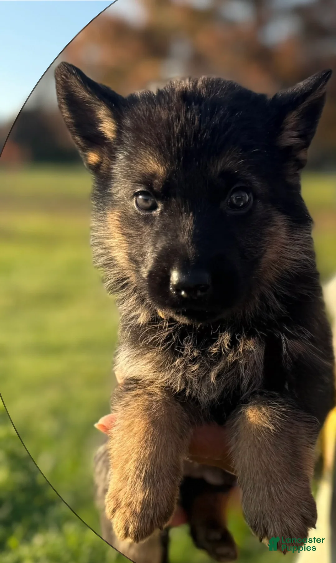 German Shepherd dogs for sale: Beige Collar - Ad 2