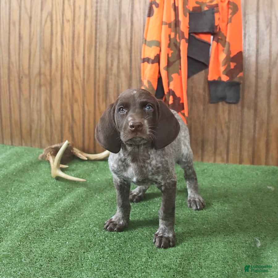 German Shorthaired Pointer dogs Tanner - Ad 2