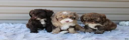 Cavapoo dogs for sale: Jaxson - Ad 11