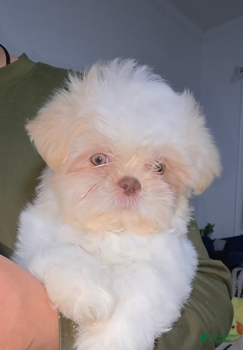 Shih Tzu dogs Shih Tzu lucas - Ad 1