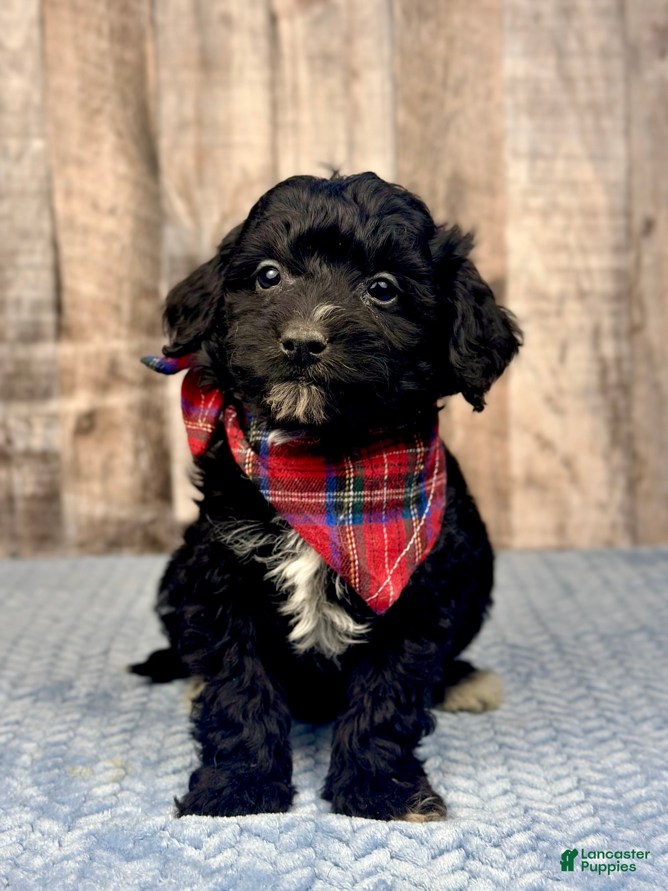 Mini Bernedoodle dogs Boy Rocket - 5122 - Ad 26
