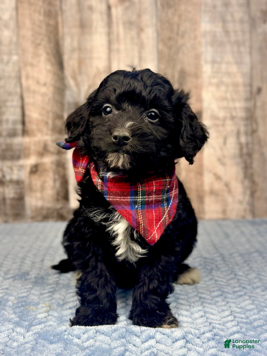 Mini Bernedoodle dogs for sale: Boy Rocket - 5122 - Ad 1