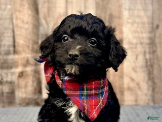 Mini Bernedoodle dogs Boy Rocket - 5122 - Ad 39