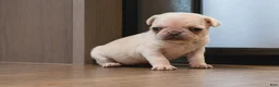 Pug dogs for sale: Pug Puppy 2 - Ad 4