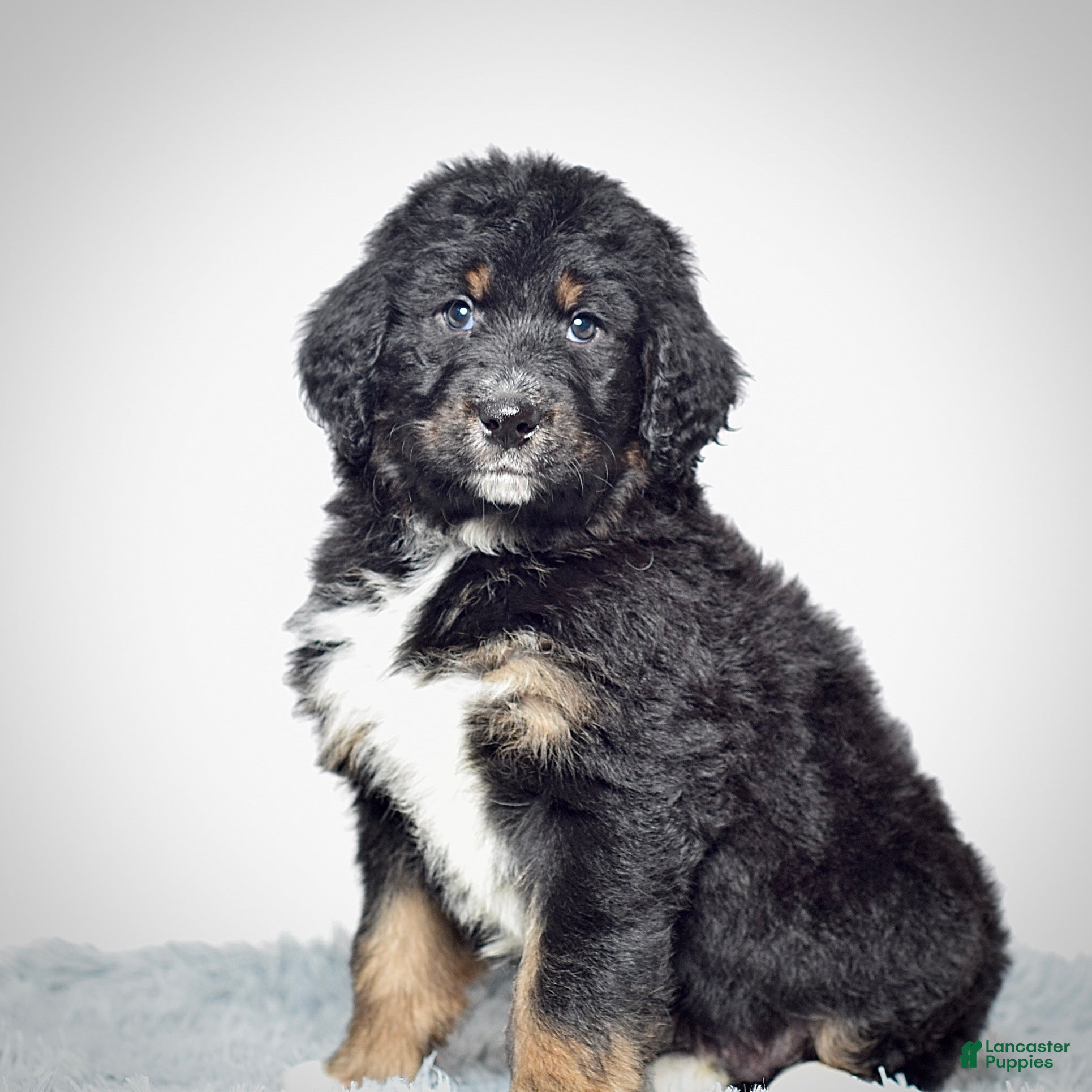 Bernedoodle dogs  Mr. Timmy - Ad 5