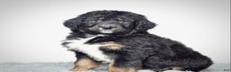 Bernedoodle dogs for sale:  Mr. Timmy - Ad 1