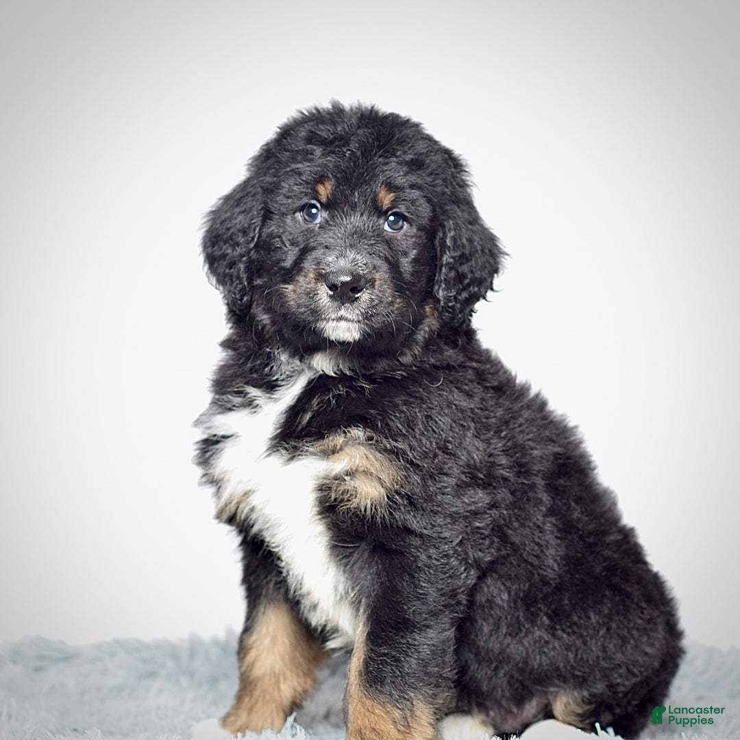 Bernedoodle dogs for sale:  Mr. Timmy - Ad 1