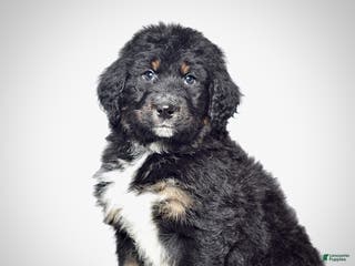 Bernedoodle dogs Mr. Timmy - Ad 6