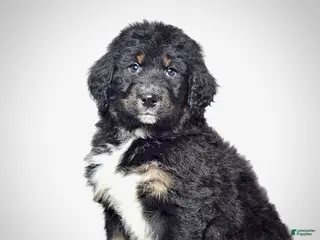 Bernedoodle dogs Mr. Timmy - Ad 34