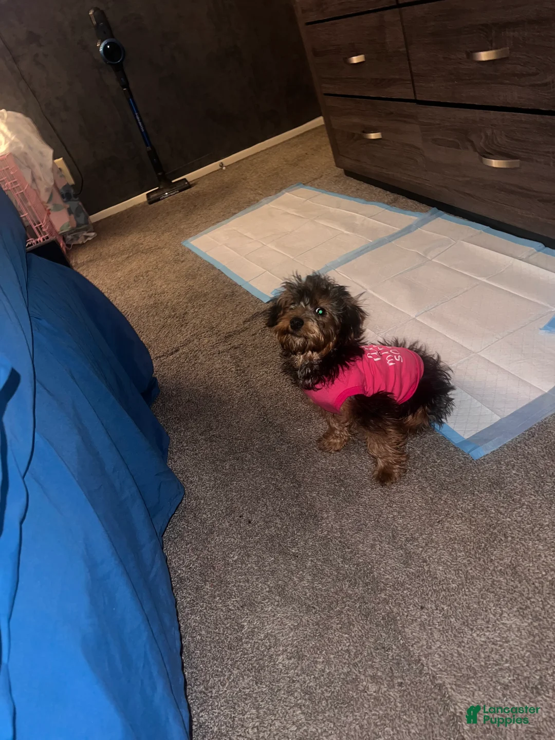 Yorkiepoo dogs for sale: Yorkiepoo Puppy 2 - Ad 2