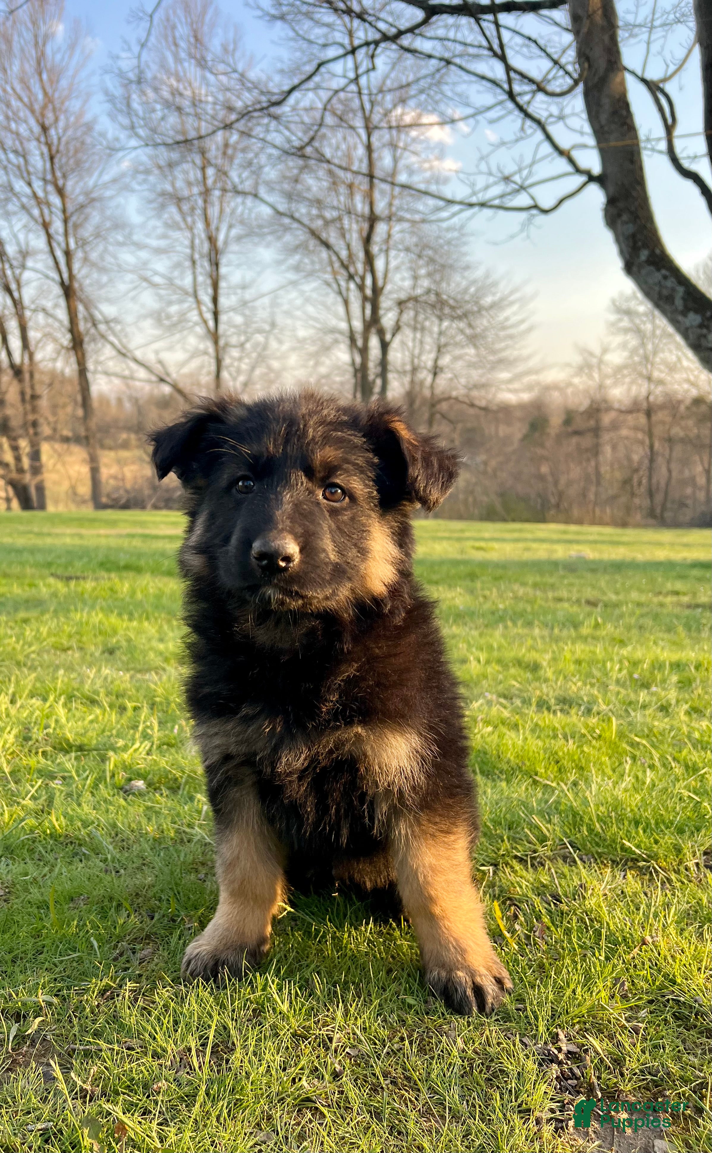 German Shepherd dogs Remington  - Ad 2