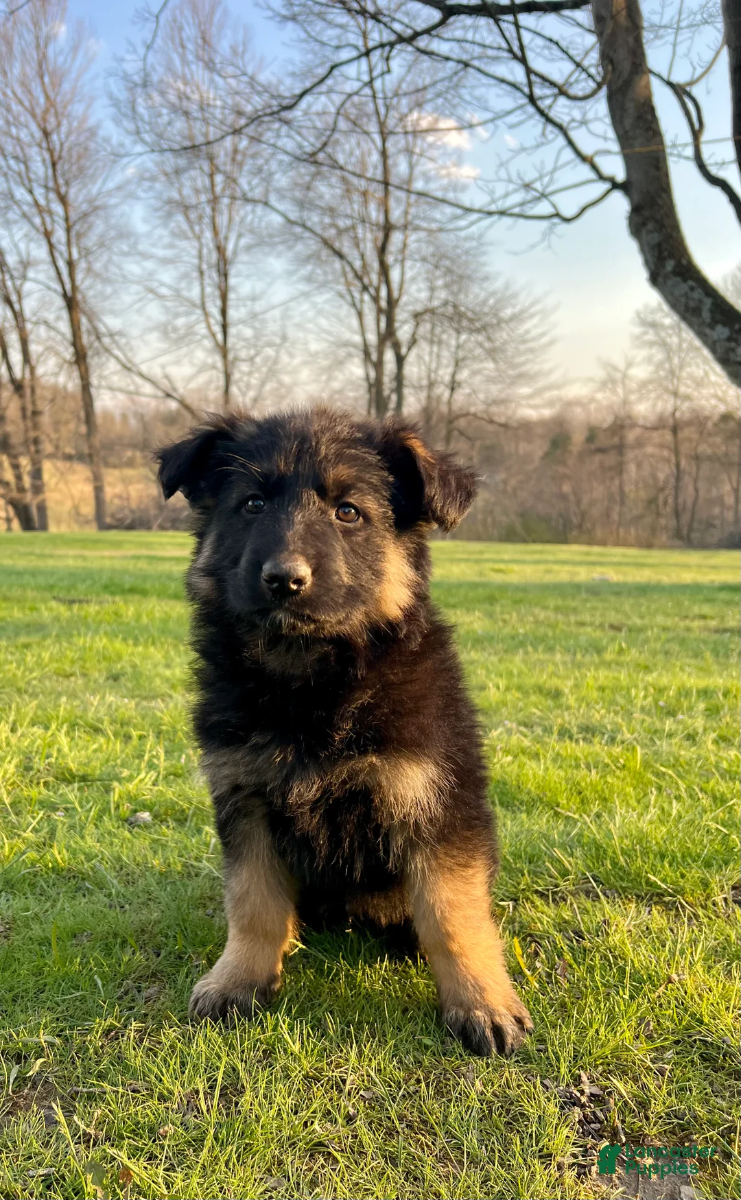 German Shepherd dogs for sale: Remington  - Ad 2