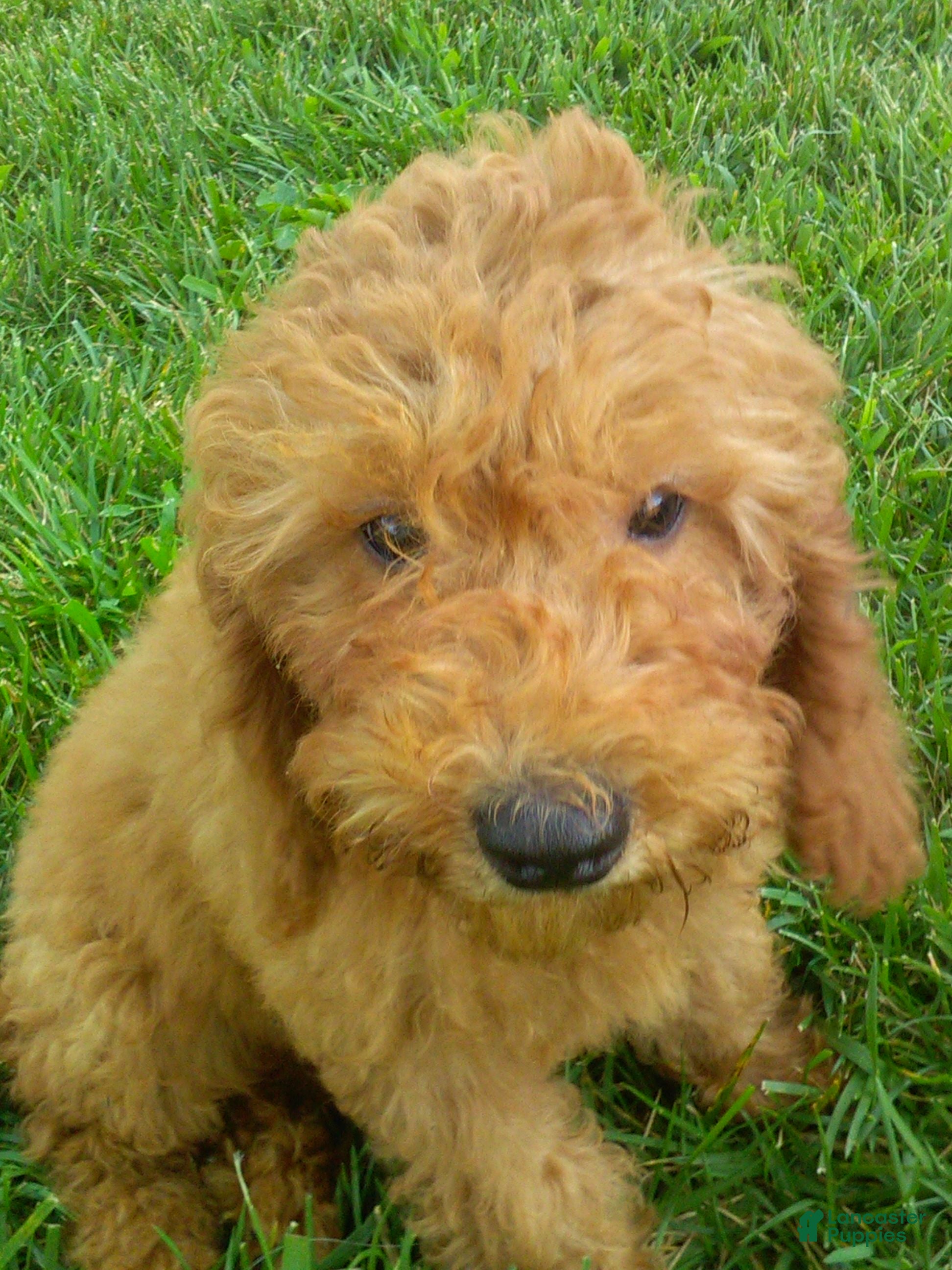 Mini Goldendoodle dogs Mae - Ad 1