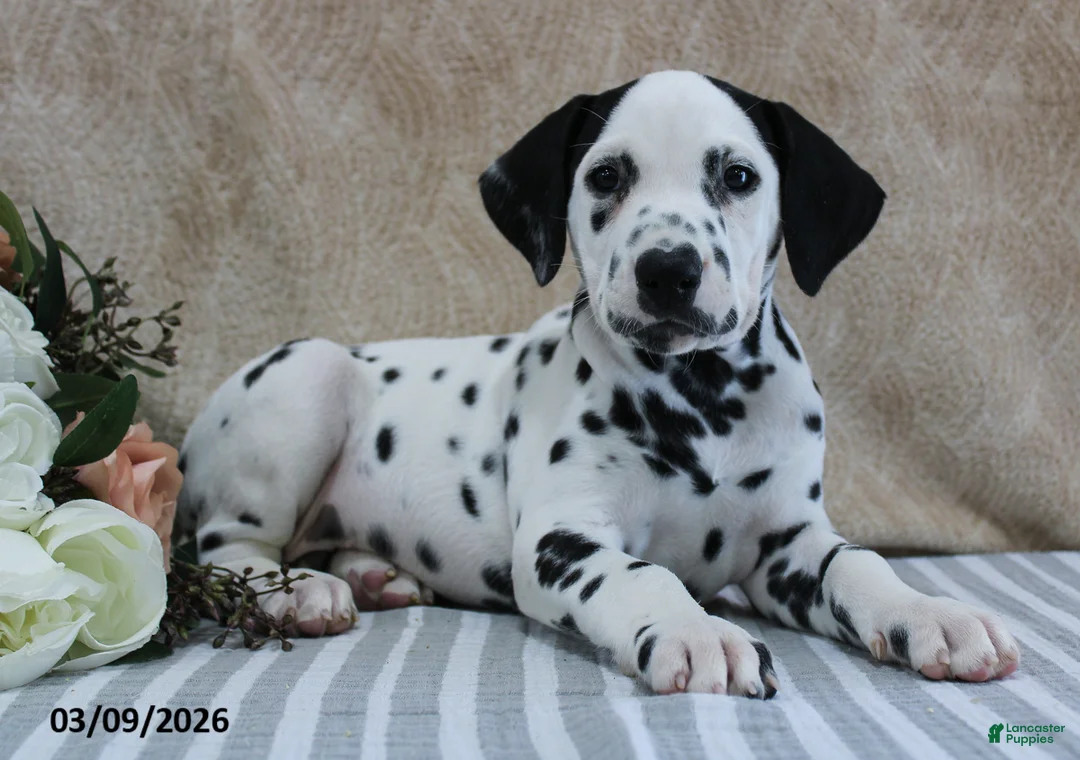 Dalmatian dogs for sale: Hendrix - Ad 1