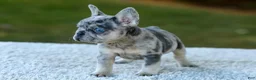 French Bulldog dogs for sale: Copper - Blue Merle - Ad 4