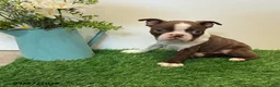 Boston Terrier dogs for sale: Mason - Ad 1