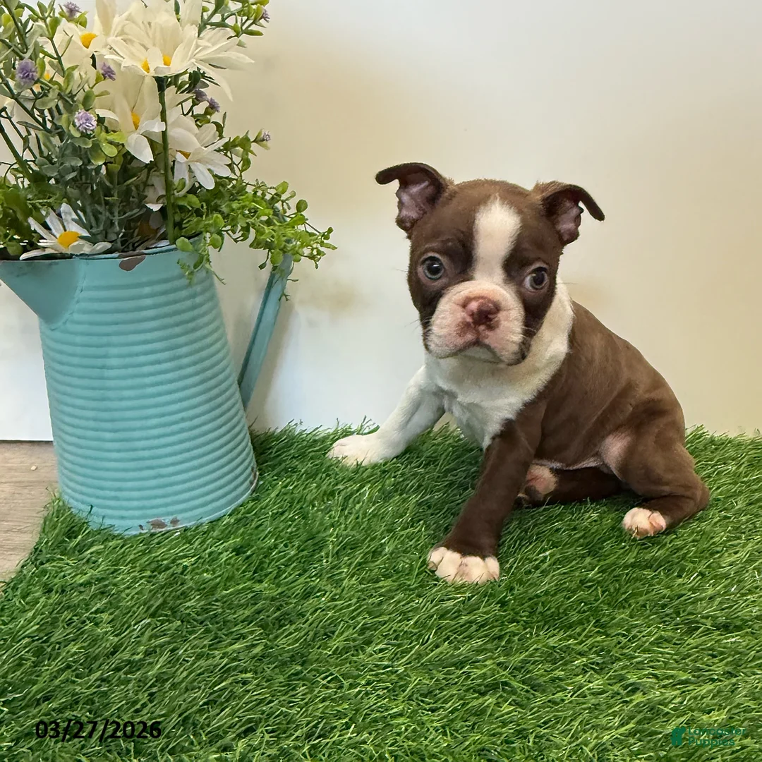 Boston Terrier dogs for sale: Mason - Ad 1