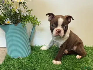 Boston Terrier dogs for sale: Mason - Ad 1