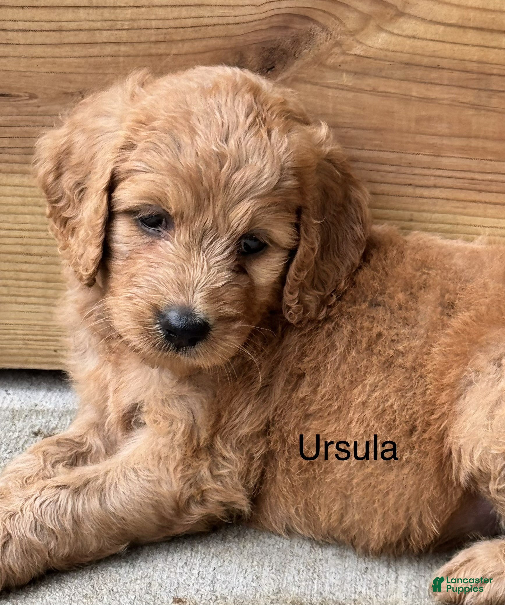 Mixed Breed dogs Ursula - Ad 1