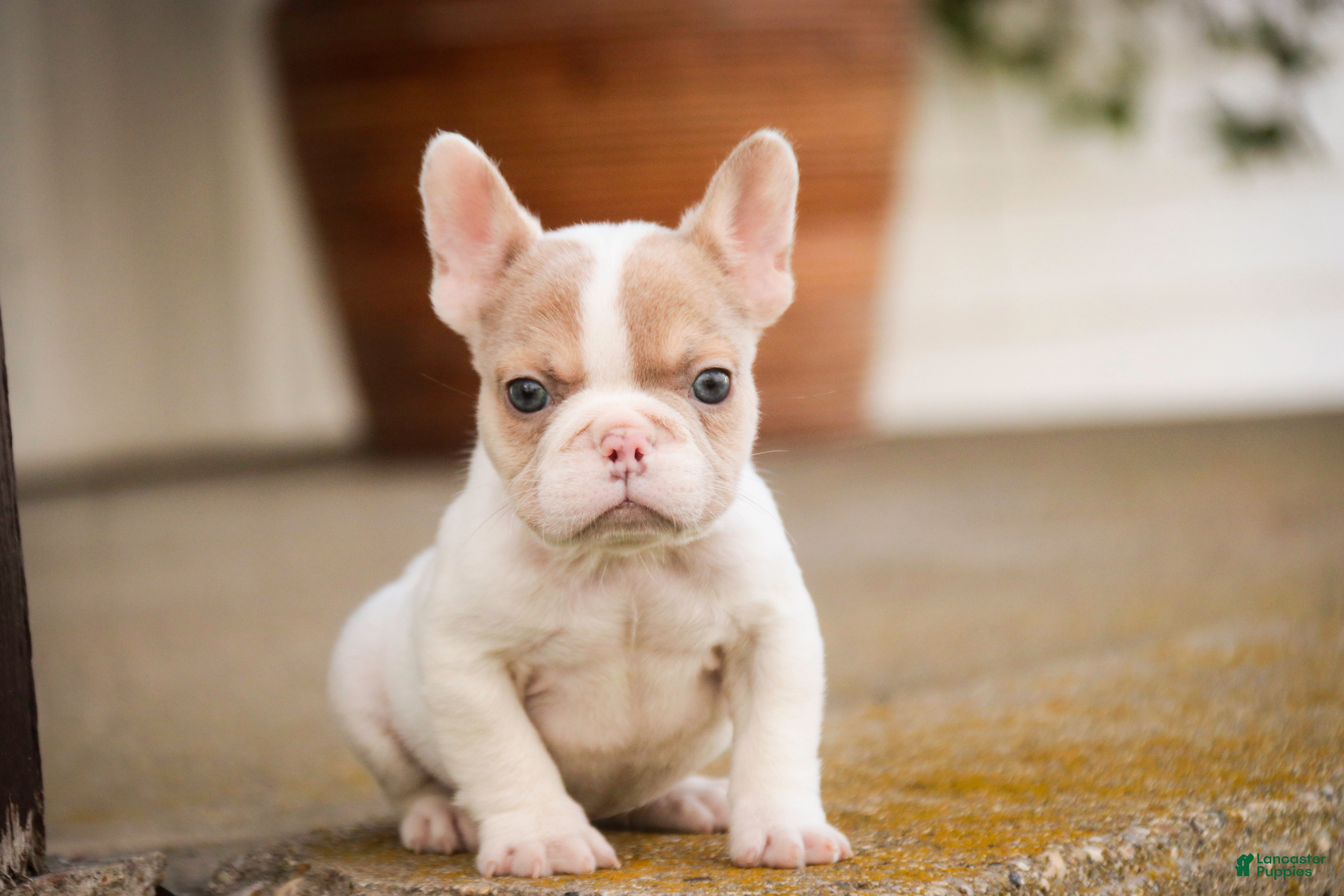 French Bulldog dogs Romeo - Ad 1