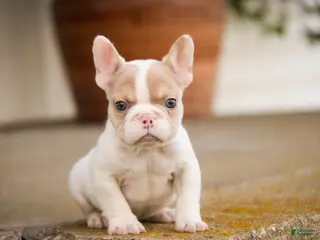 French Bulldog dogs for sale: Romeo - Ad 1