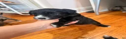 Mixed Breed dogs for sale: Panther  - Ad 12
