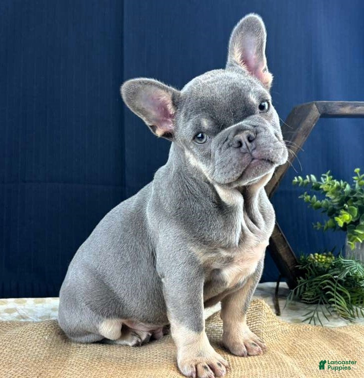 French Bulldog dogs for sale: Bud - Ad 1