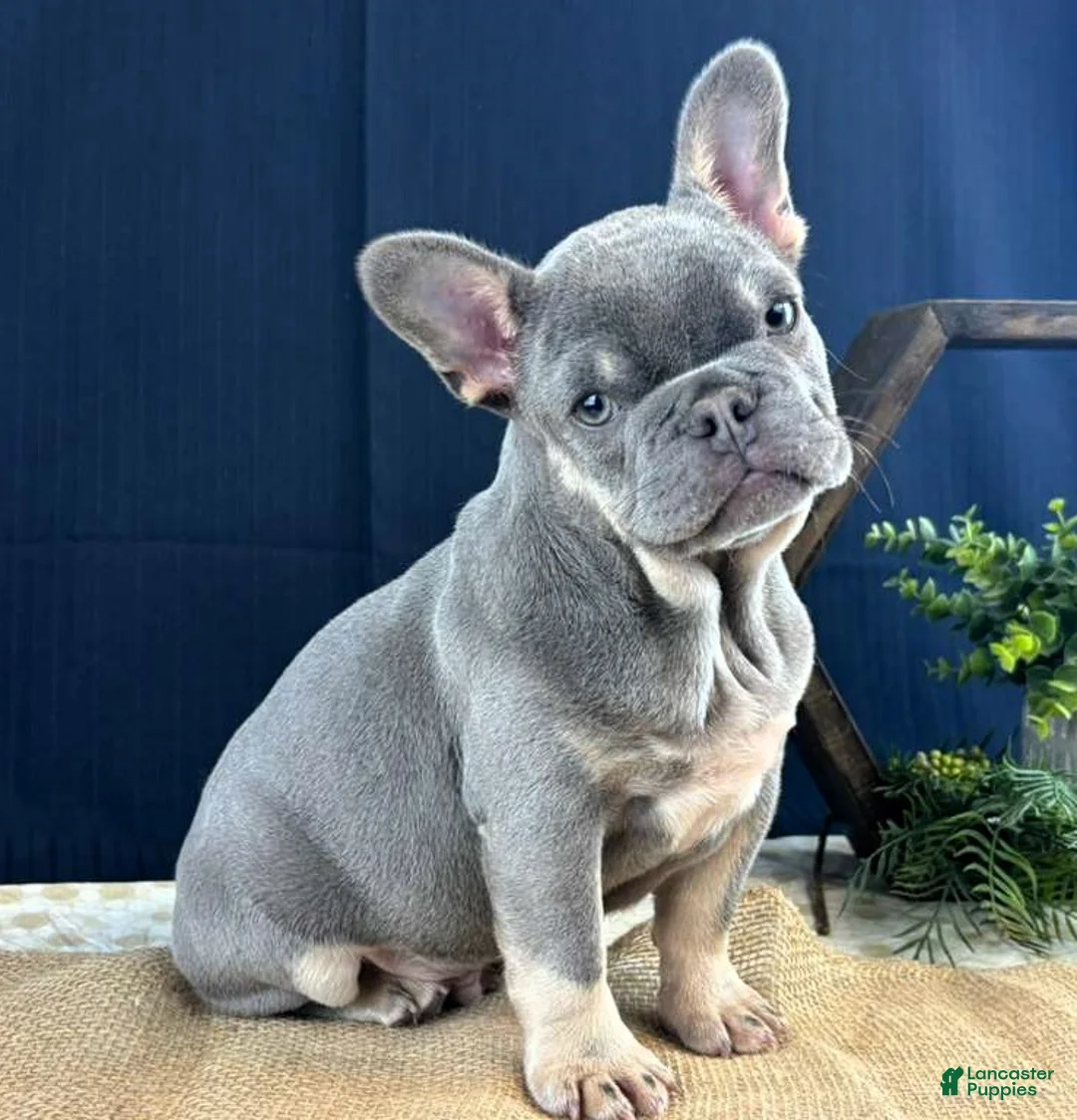French Bulldog dogs for sale: Bud - Ad 1