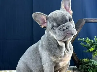 French Bulldog dogs for sale: Bud - Ad 1