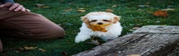Shihpoo dogs for sale: Fargo - Ad 2