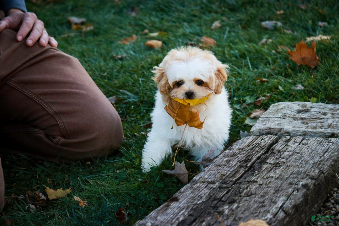 Shihpoo dogs for sale: Fargo - Ad 2