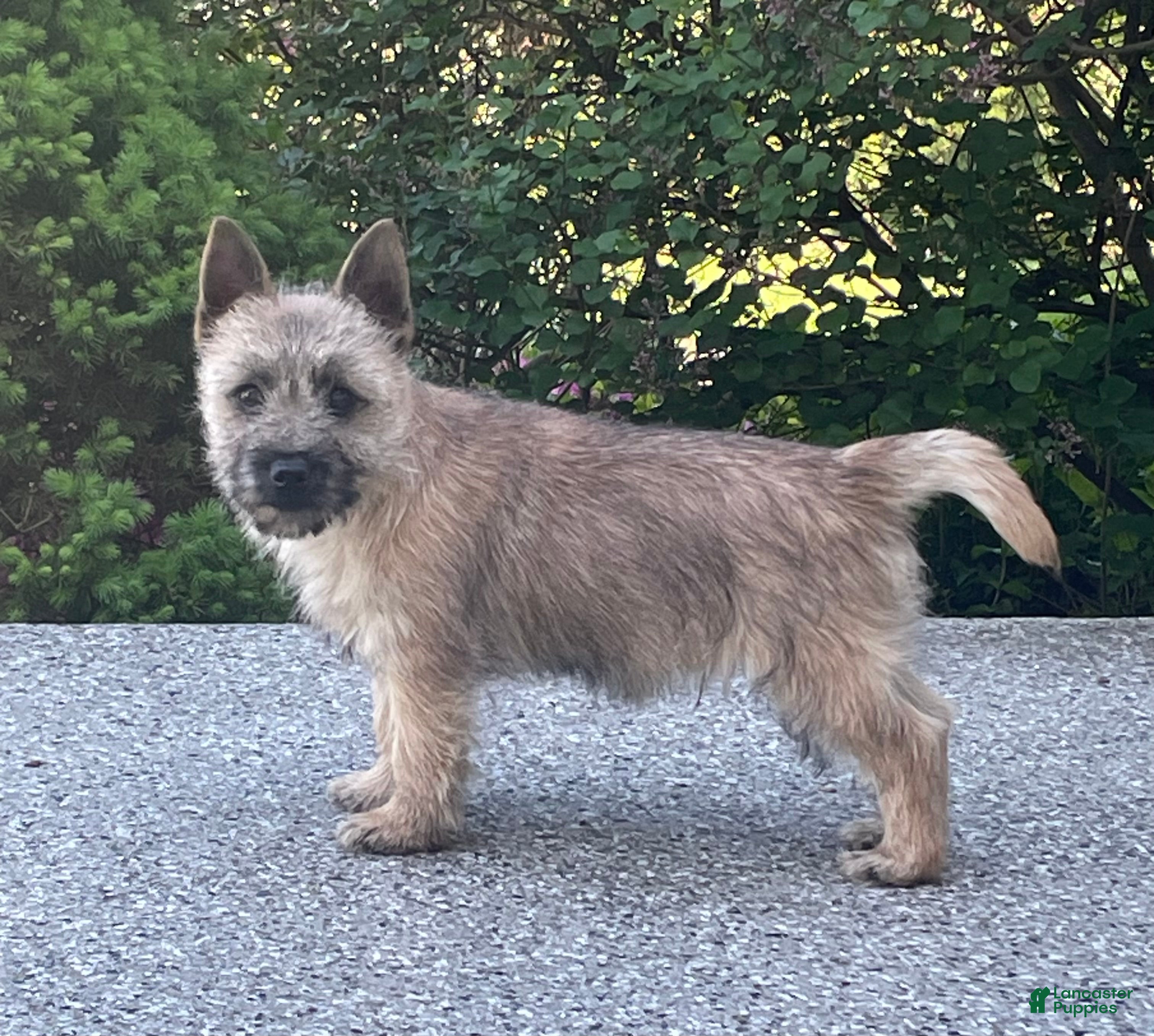 Cairn Terrier dogs  Sparky - Ad 1