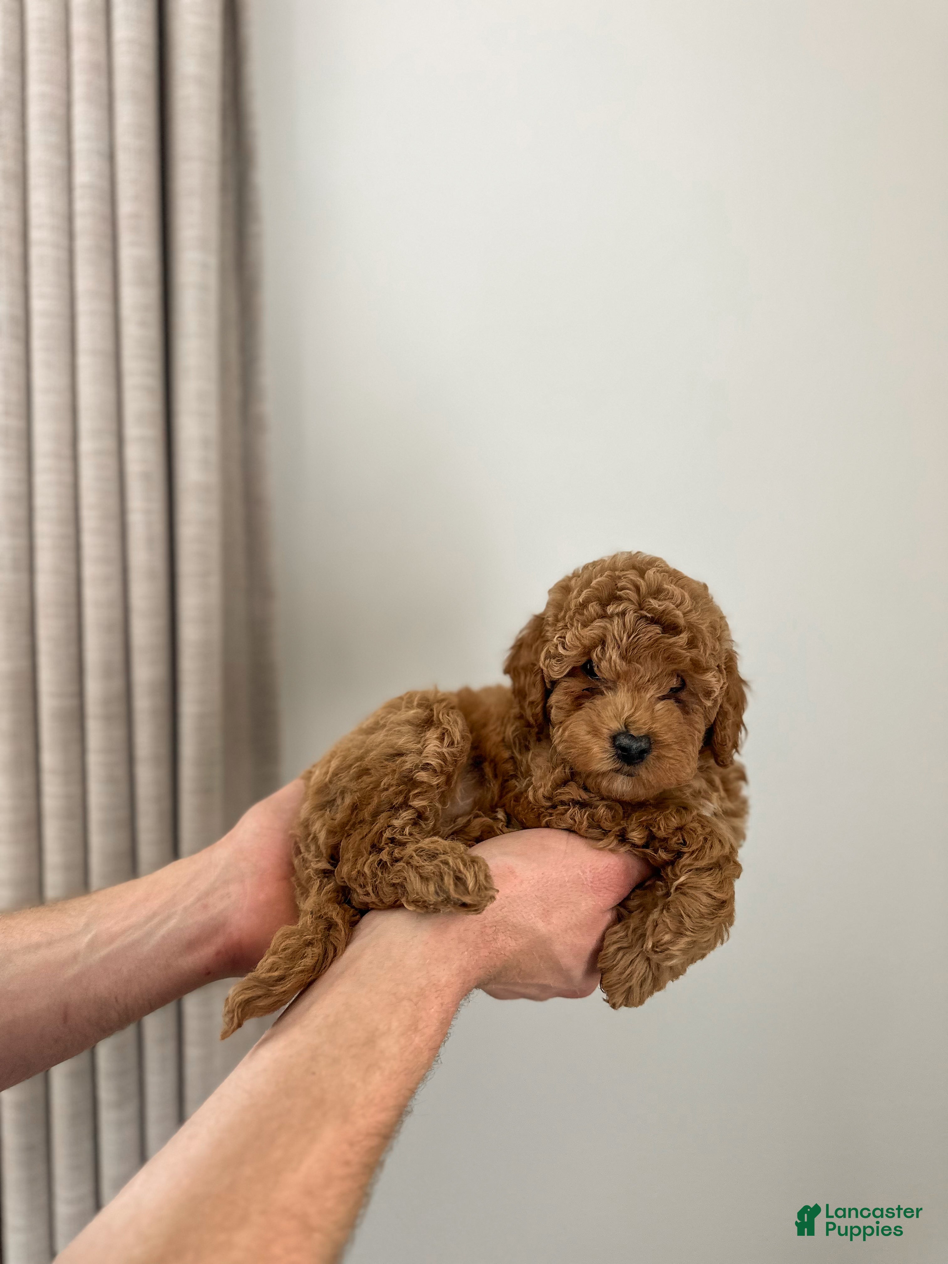 Mini Goldendoodle dogs Sage - Ad 30