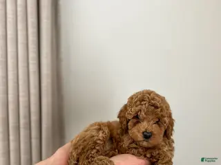 Mini Goldendoodle dogs Sage - Ad 30