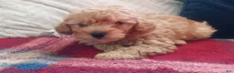 Toy Poodle dogs for sale: Muddy Paws - Ad 2