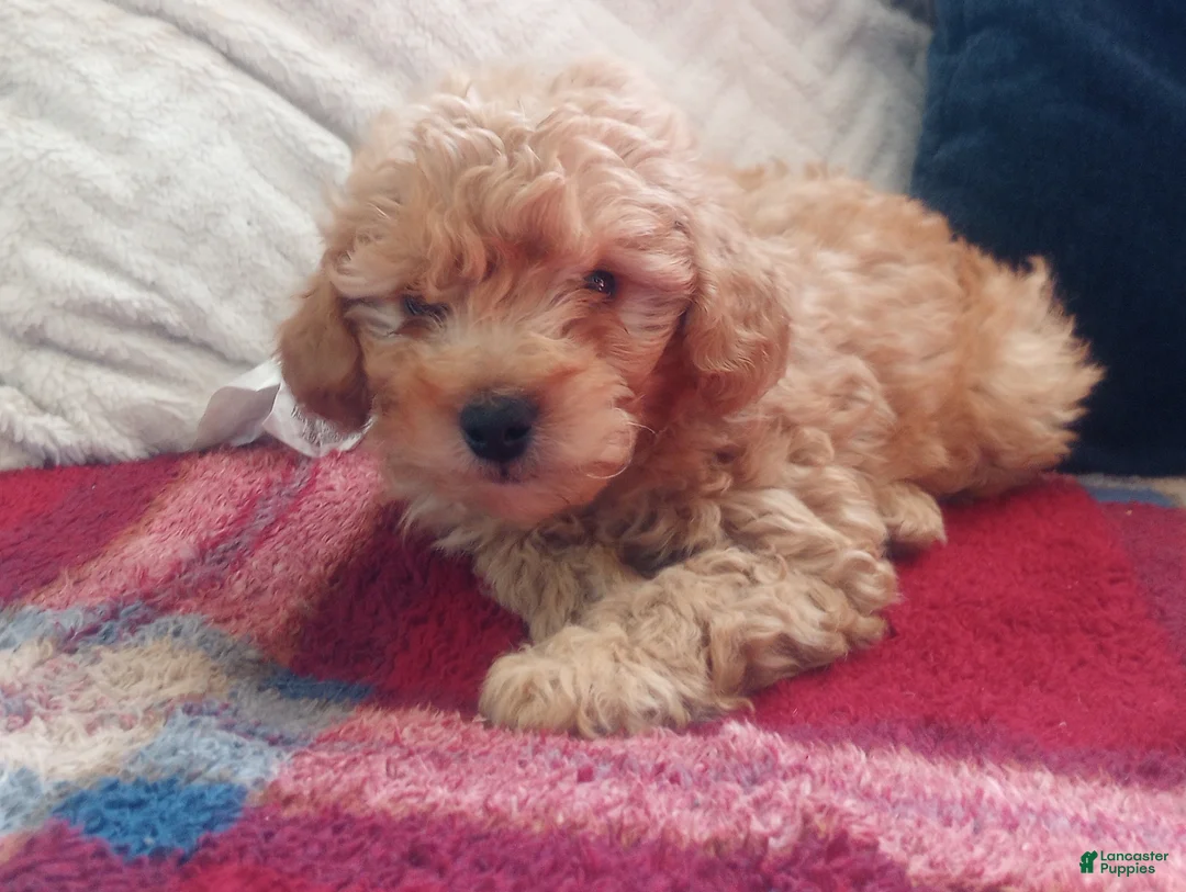 Toy Poodle dogs for sale: Muddy Paws - Ad 2