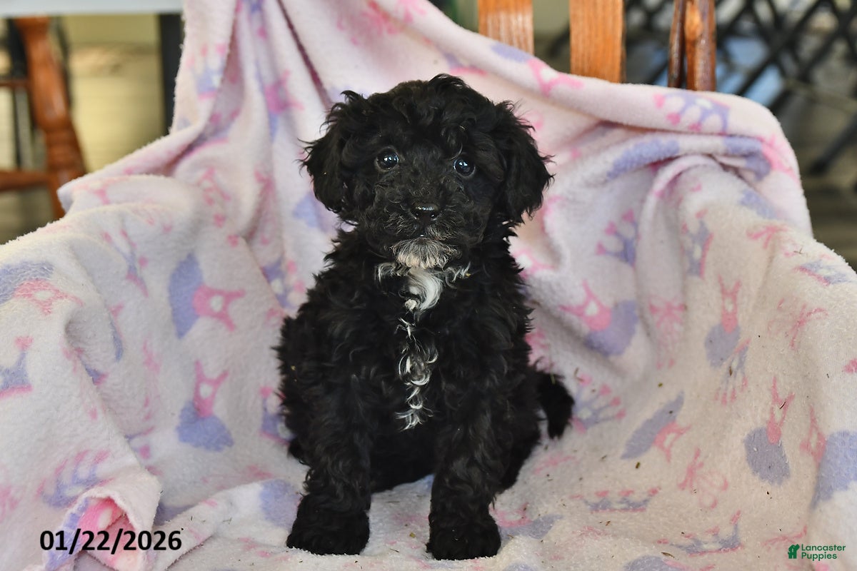 Miniature Poodle dogs Nellie - Ad 40