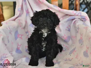 Miniature Poodle dogs Nellie - Ad 40