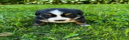 Bernese Mountain Dog dogs for sale: Annie - Ad 9