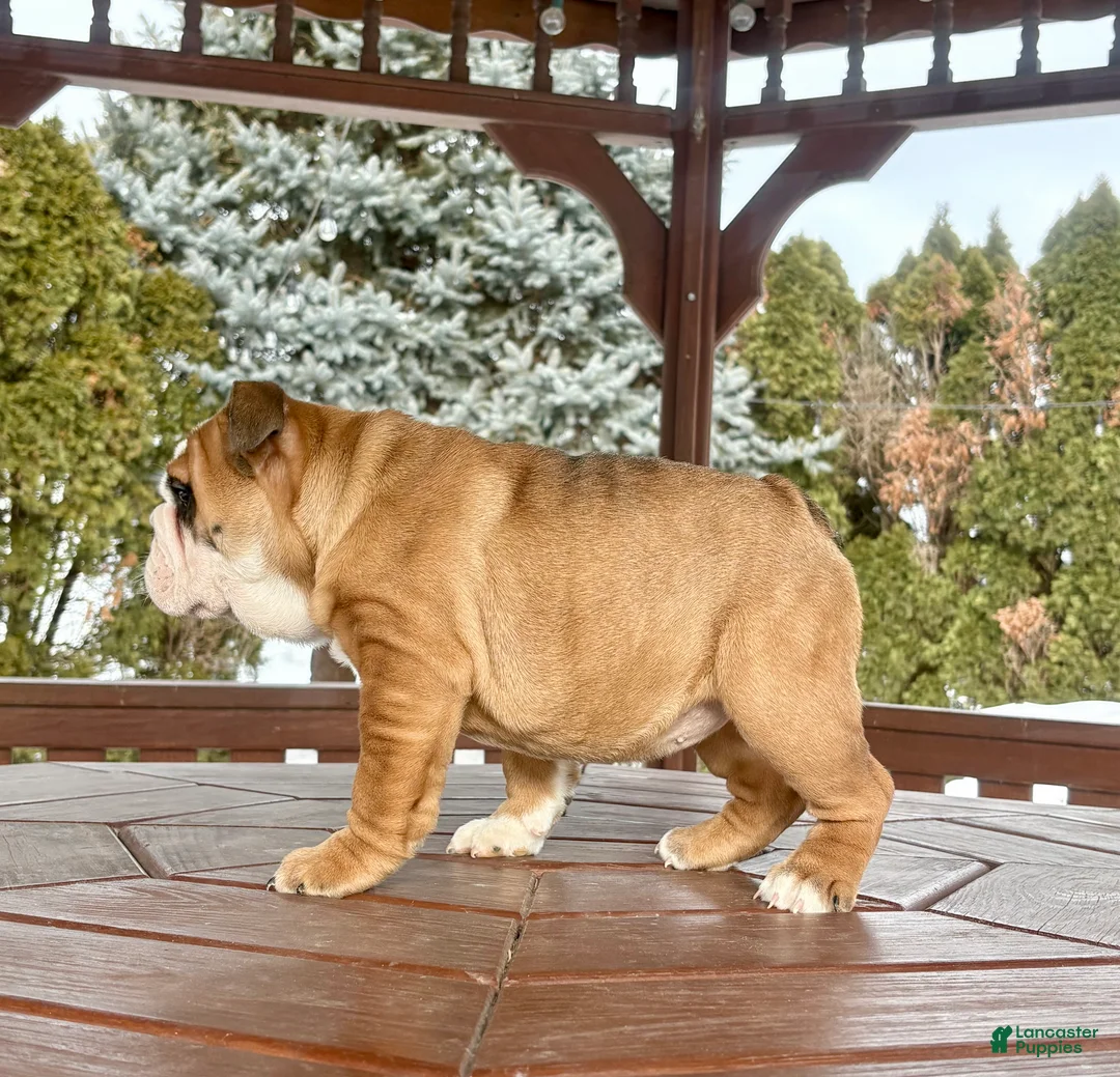 English Bulldog dogs for sale: Skye - Ad 2